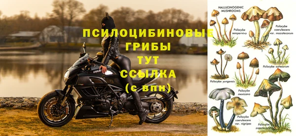 стаф Богданович