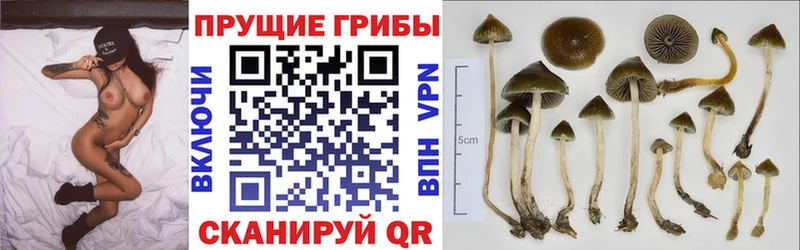 что такое   Голицыно  Галлюциногенные грибы GOLDEN TEACHER 